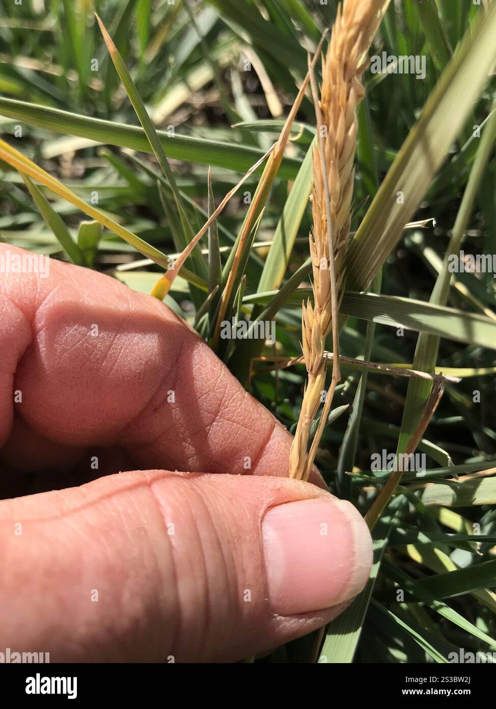 Psathyrostachys juncea hi-res stock photography and images - Alamy