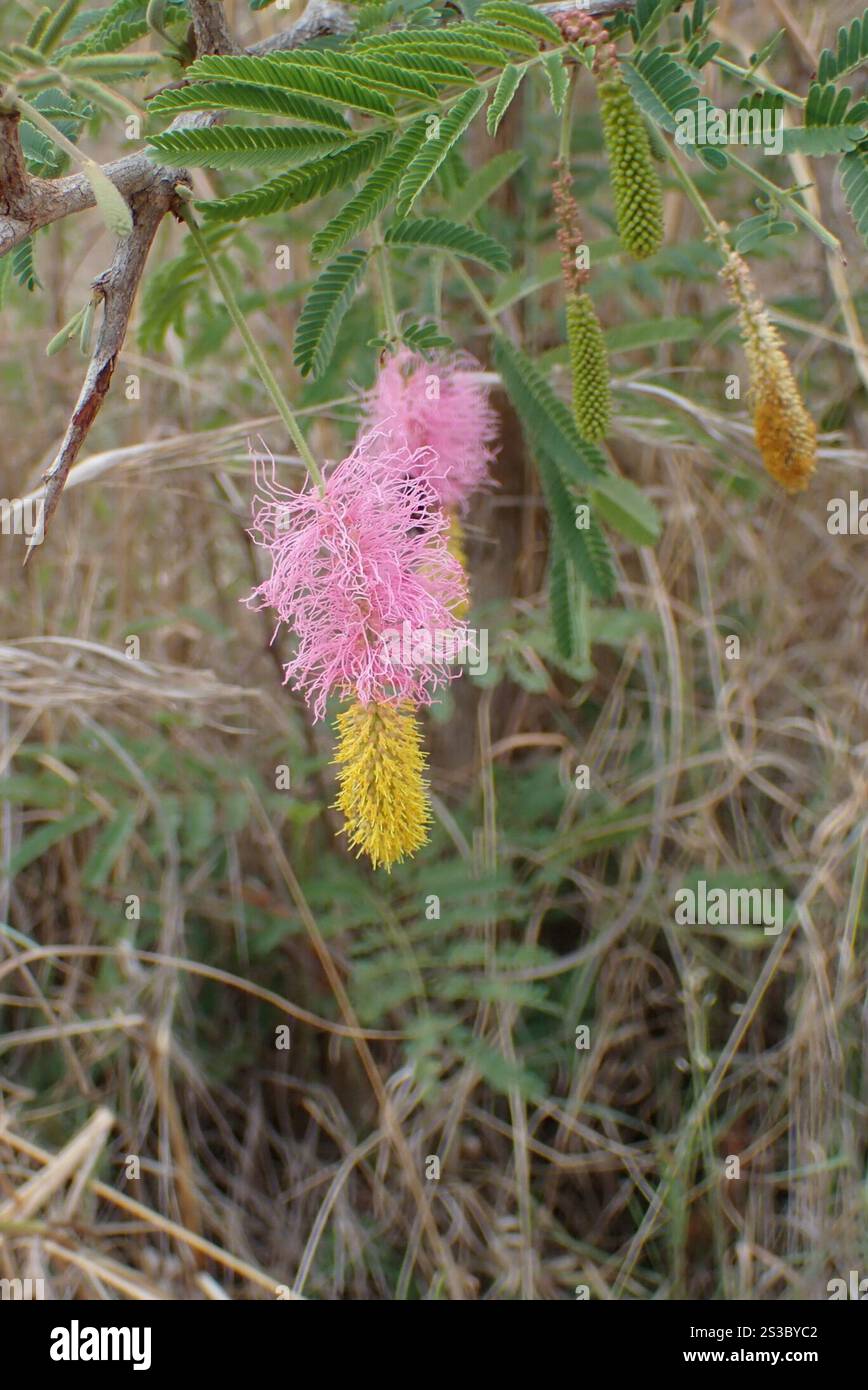 Small-leaf Sicklebush (Dichrostachys cinerea africana Stock Photo - Alamy