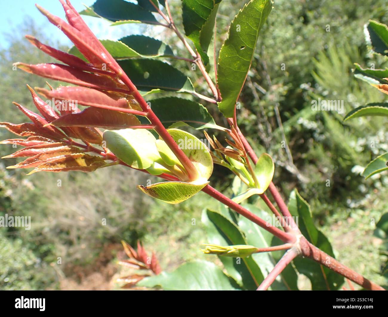 butterspoon tree (Cunonia capensis Stock Photo - Alamy