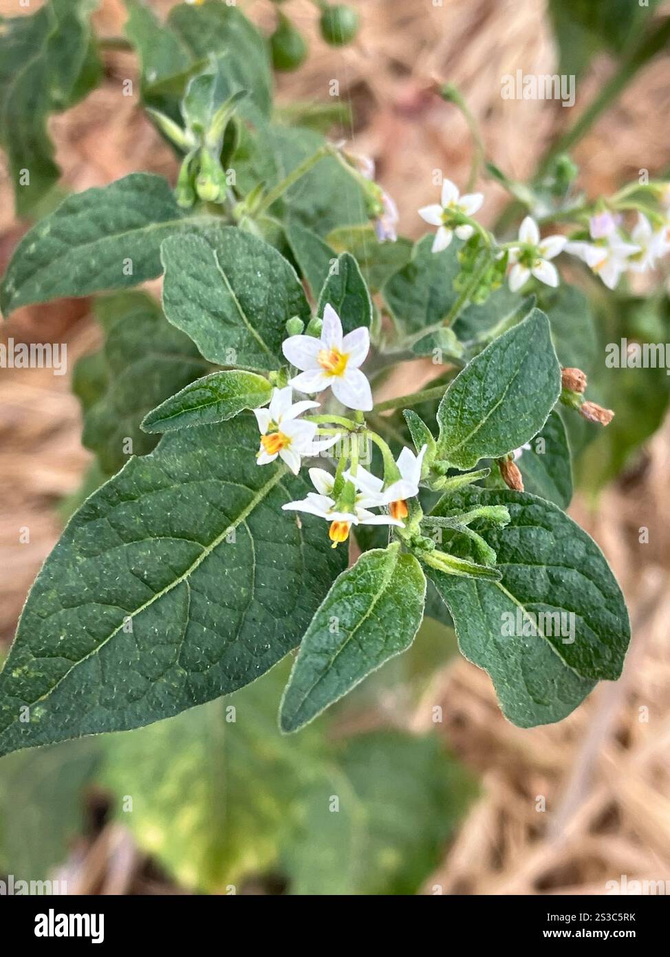 black nightshade (Solanum nigrum Stock Photo - Alamy