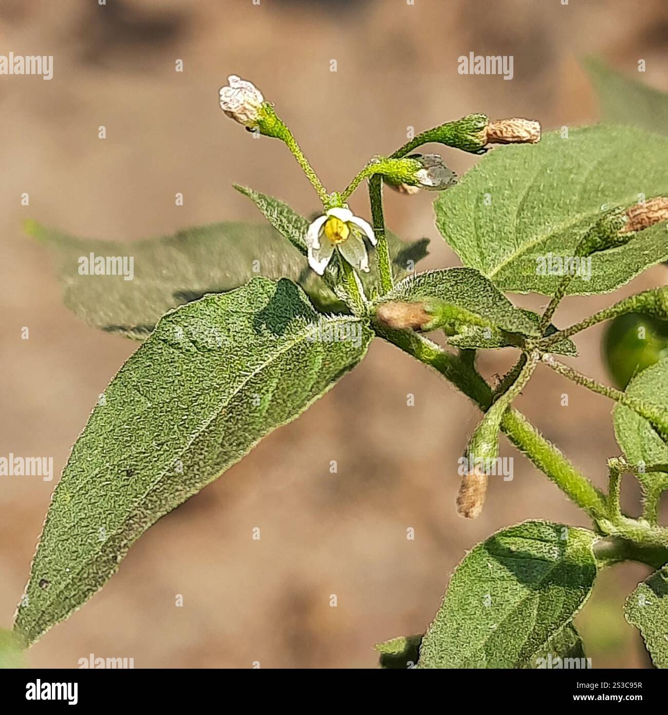 American black nightshade (Solanum americanum Stock Photo - Alamy