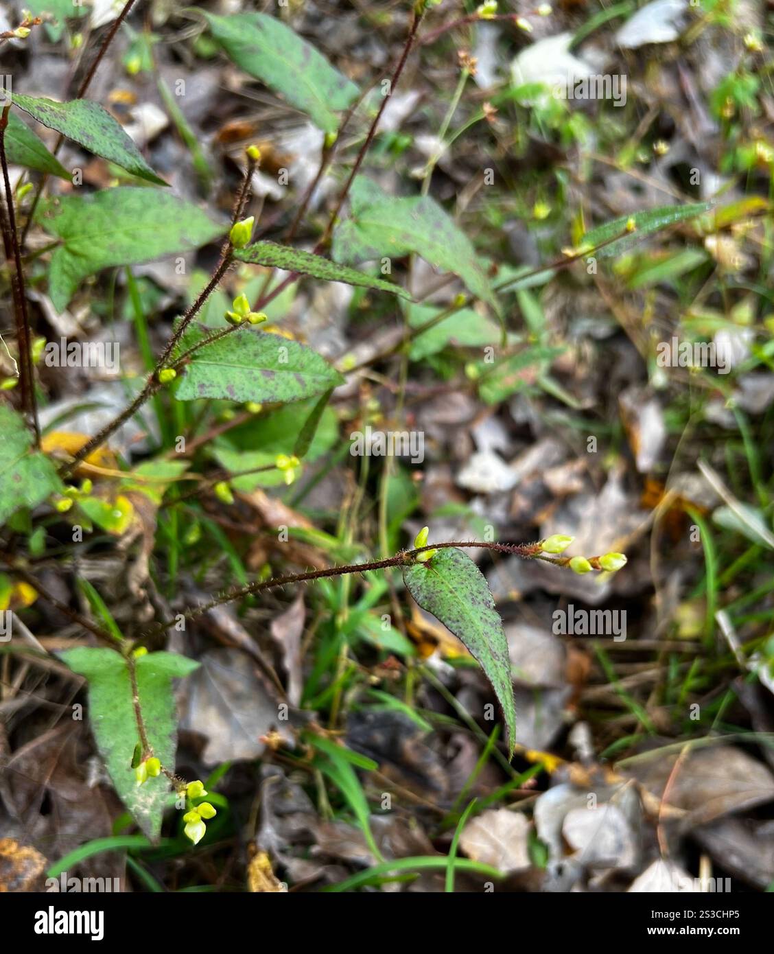 halberd-leaved tearthumb (Persicaria arifolia Stock Photo - Alamy