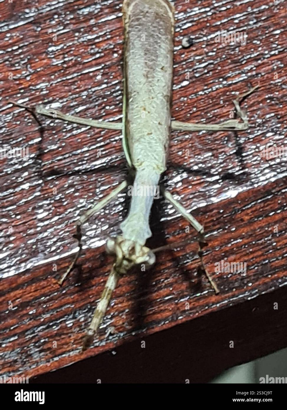 Vates hi-res stock photography and images - Alamy