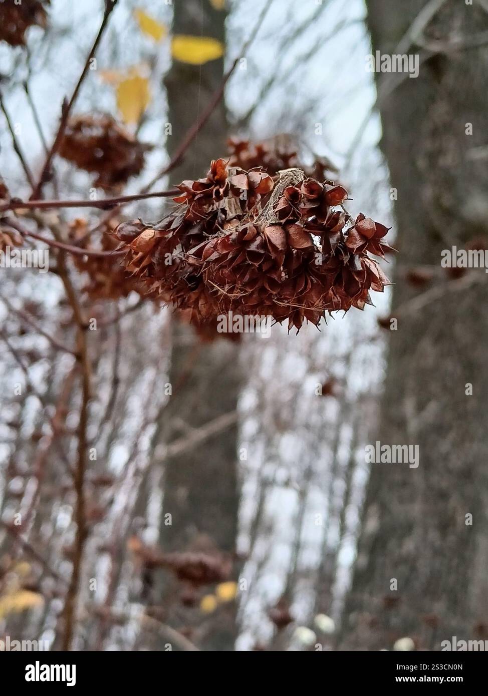 common ninebark (Physocarpus opulifolius Stock Photo - Alamy