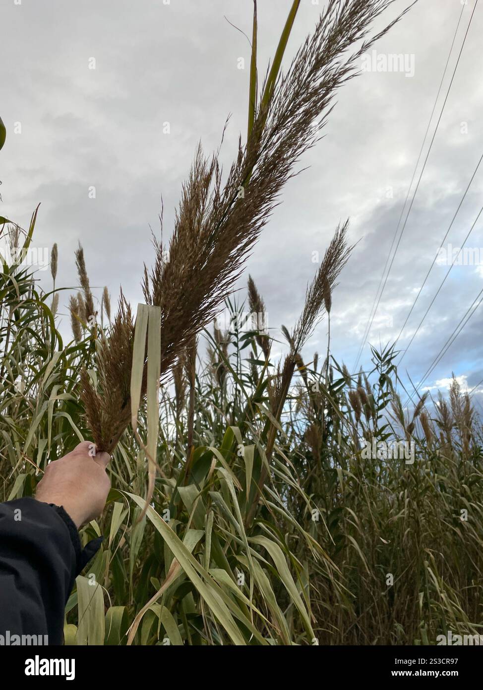 Giant Reed Stock Fodder giant reed (Arundo donax Stock Photo - Alamy
