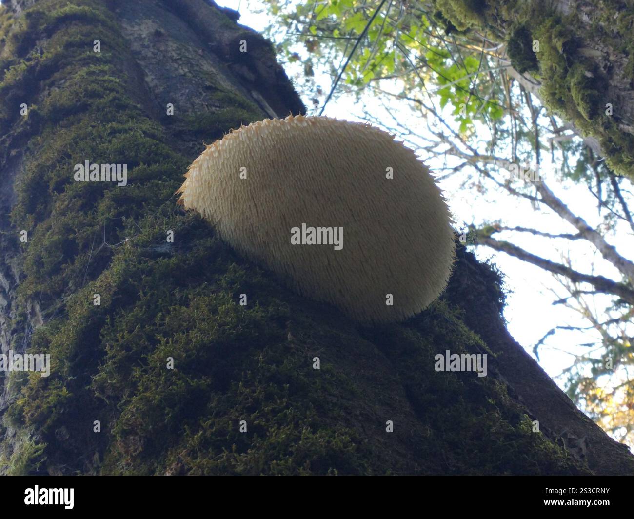 lion's mane mushroom hericium erinaceus