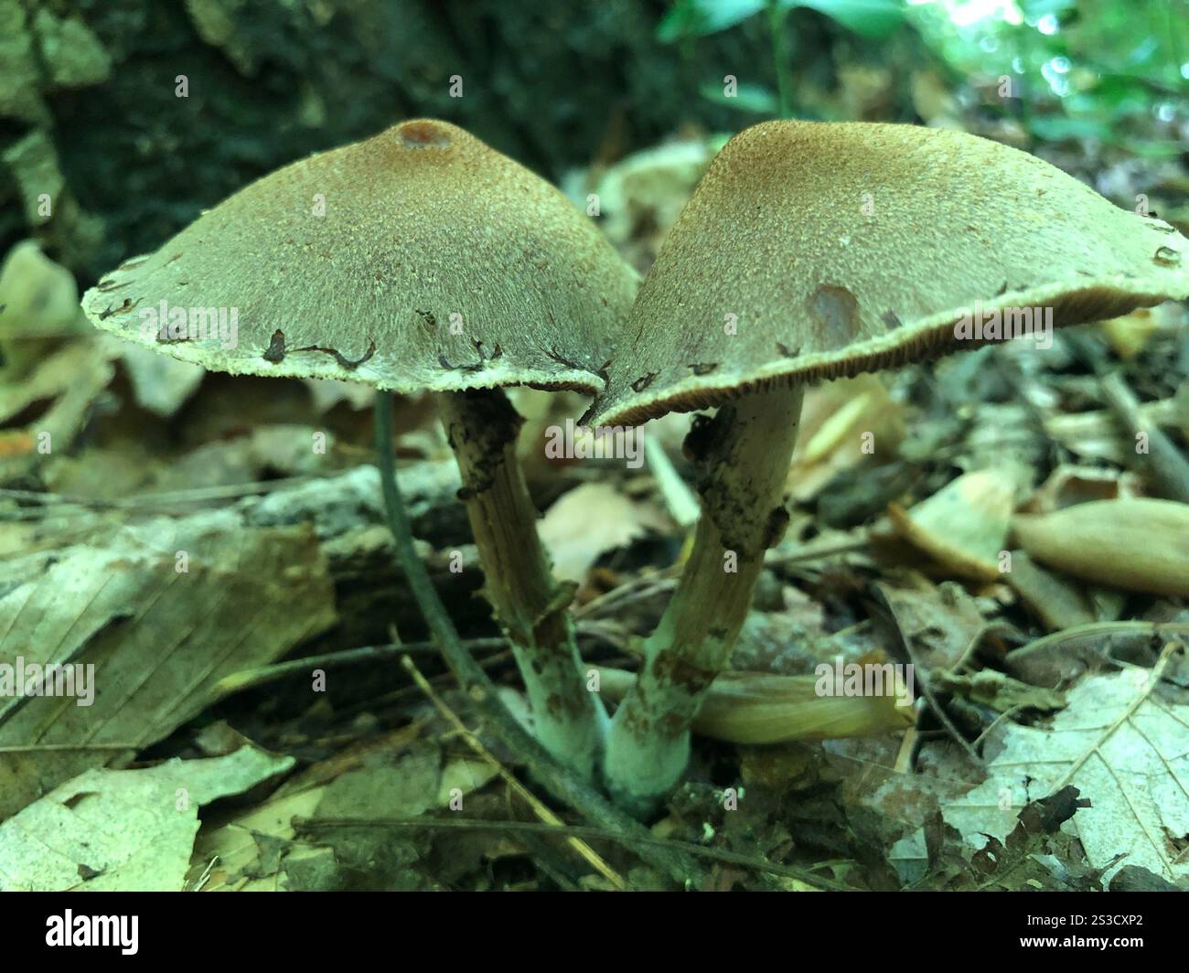 weeping widow (Lacrymaria lacrymabunda Stock Photo - Alamy