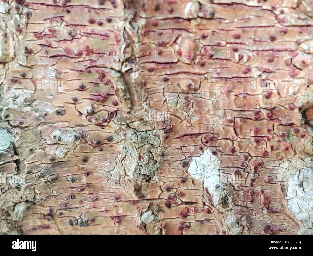 Bark Rash Lichen (Pyrenula cruenta Stock Photo - Alamy