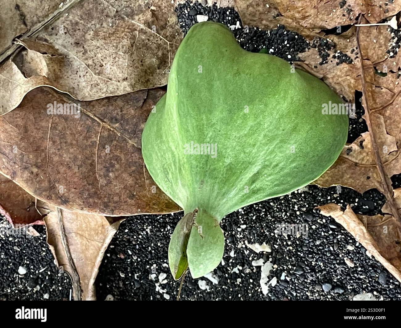 Fish Poison Tree (Barringtonia asiatica Stock Photo - Alamy