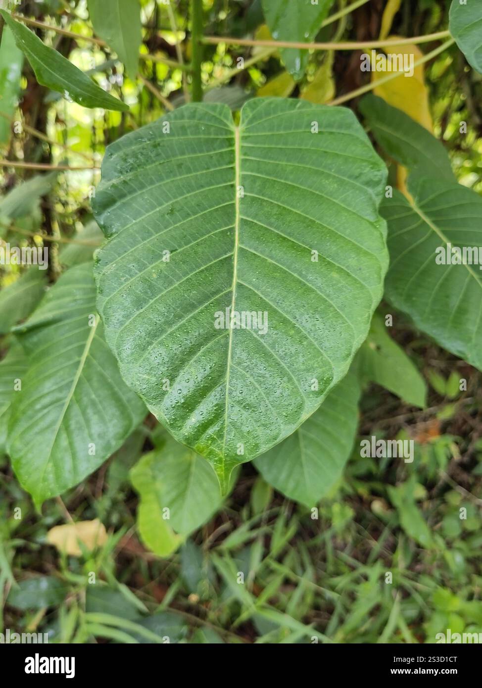 Hura crepitans hi-res stock photography and images - Alamy