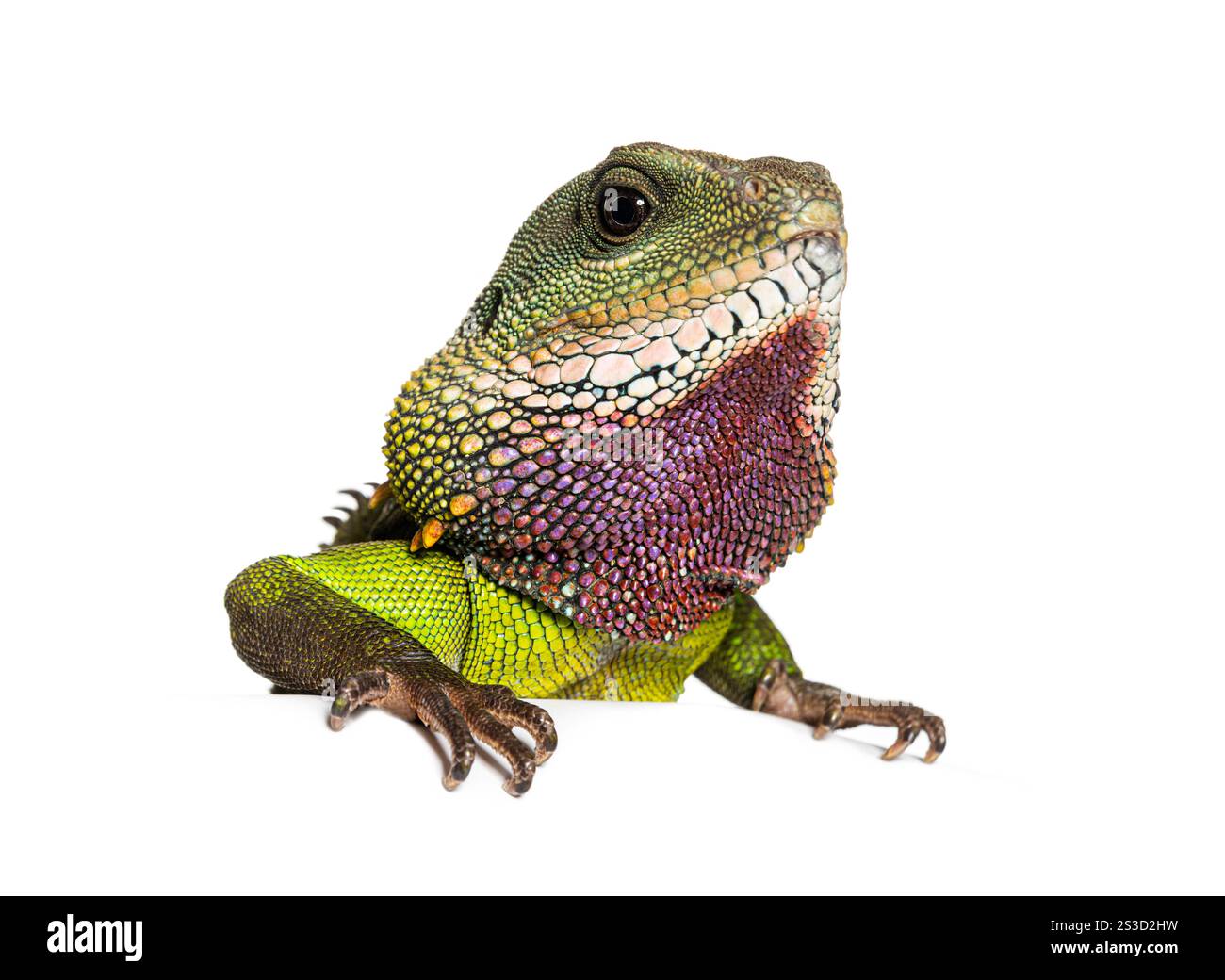 Reptilian looking Cut Out Stock Images Pictures Alamy