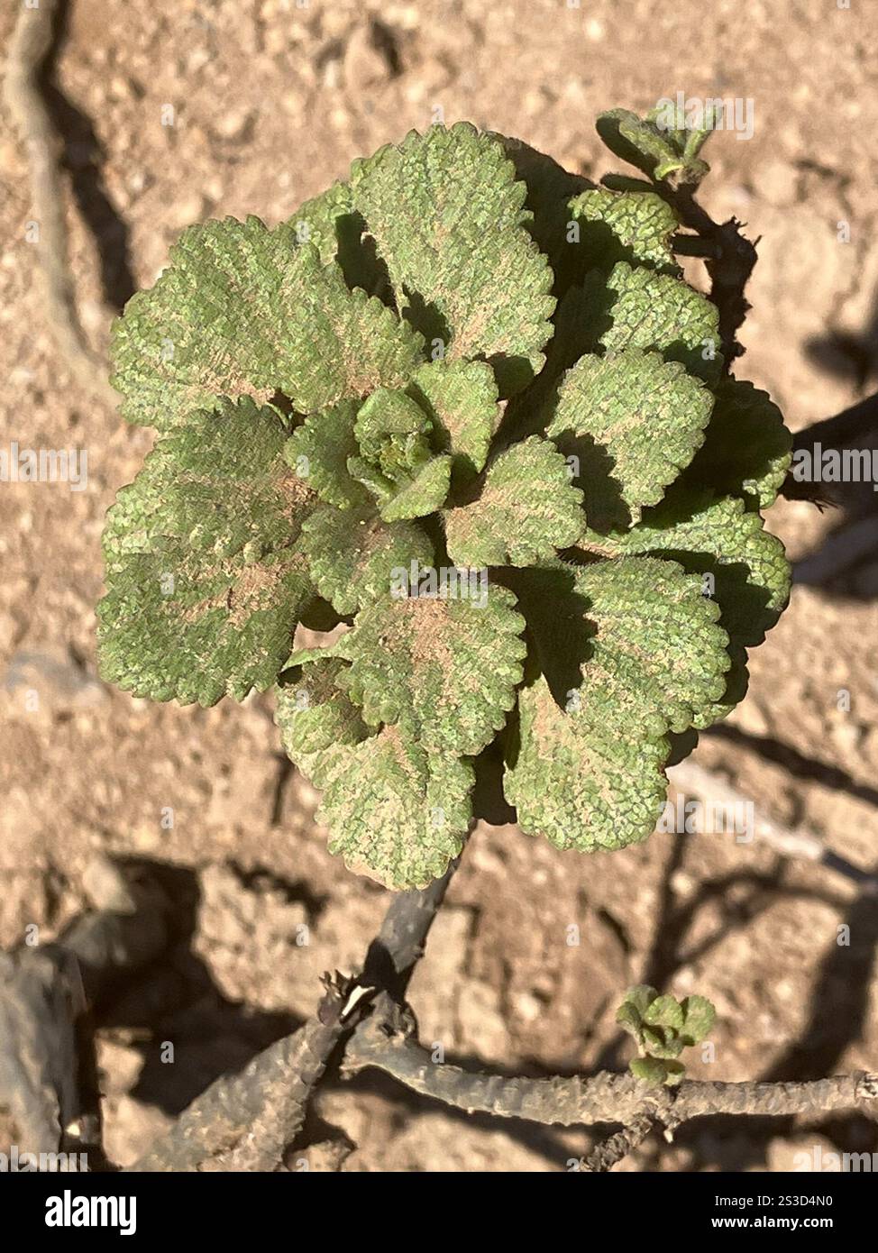 Scrubwood (Commidendrum rugosum Stock Photo - Alamy