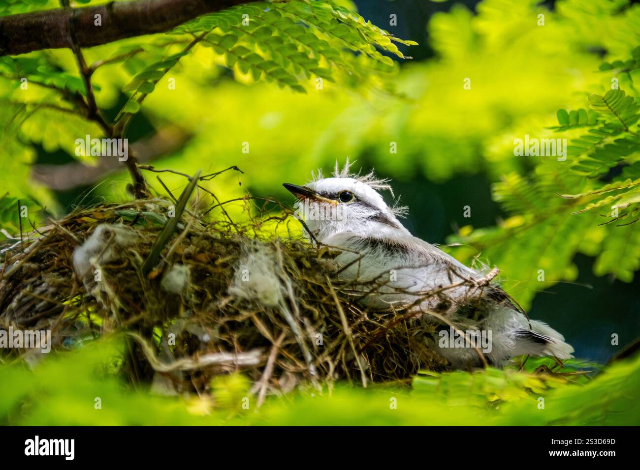 A fluffy white baby bird sits snugly in its nest, surrounded by green leaves. Stock Photo