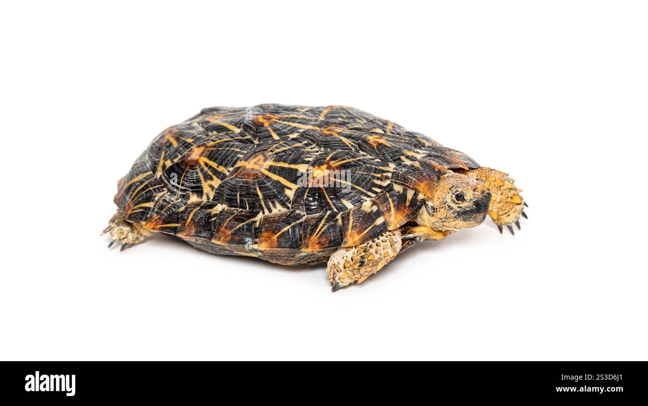 Flat-shelled pancake tortoise, Malacochersus tornieri, isolated on white Stock Photo