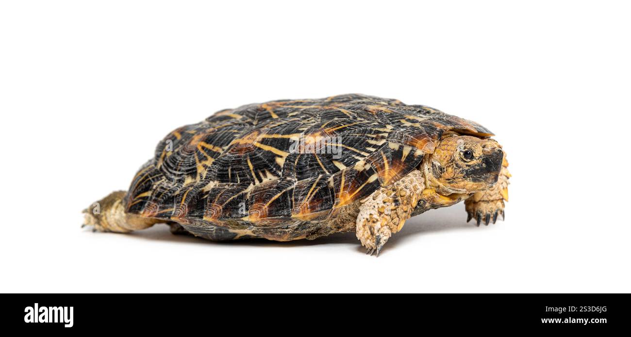 Flat-shelled pancake tortoise, Malacochersus tornieri, isolated on white Stock Photo