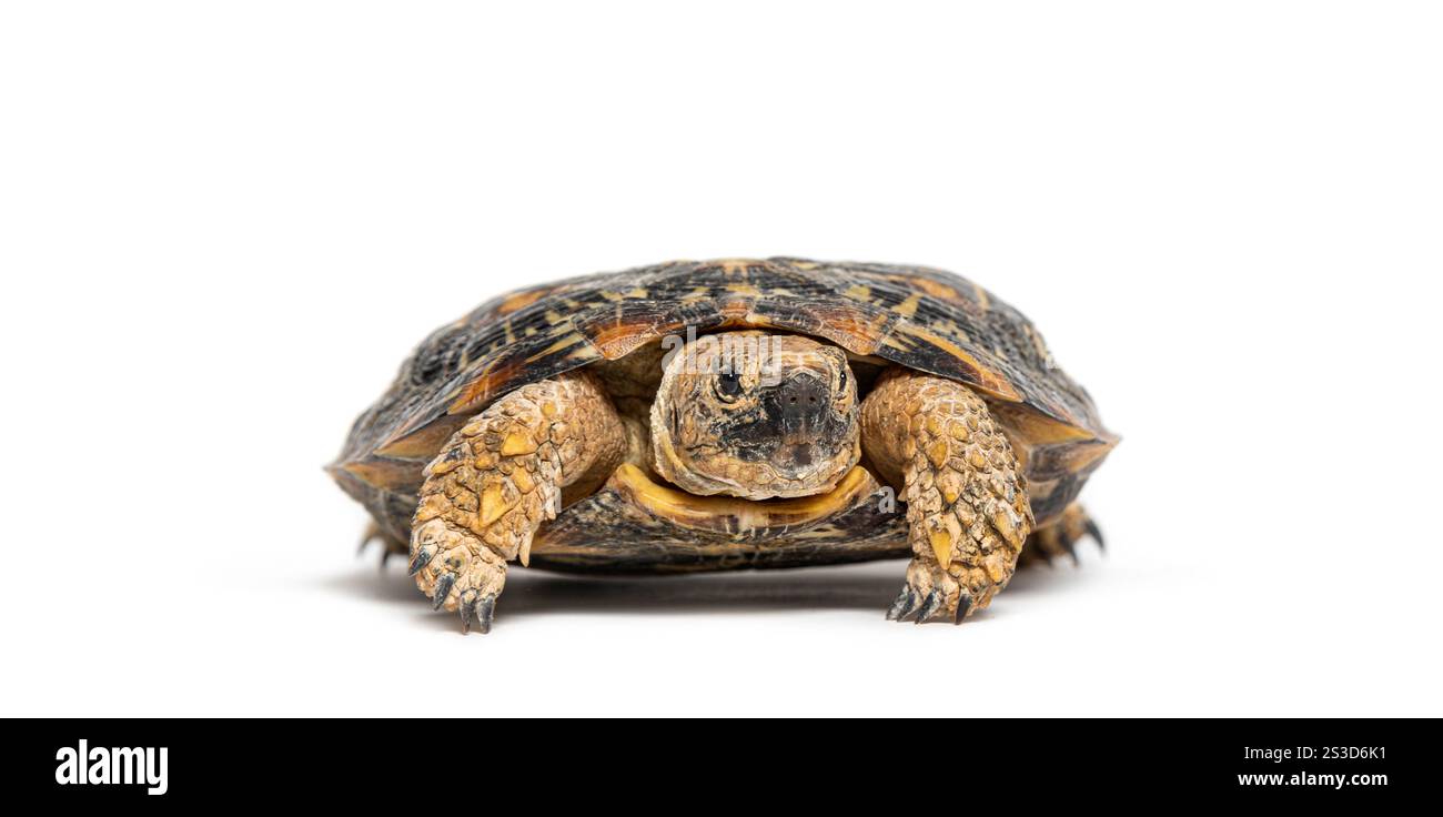 Flat-shelled pancake tortoise, Malacochersus tornieri, isolated on white Stock Photo