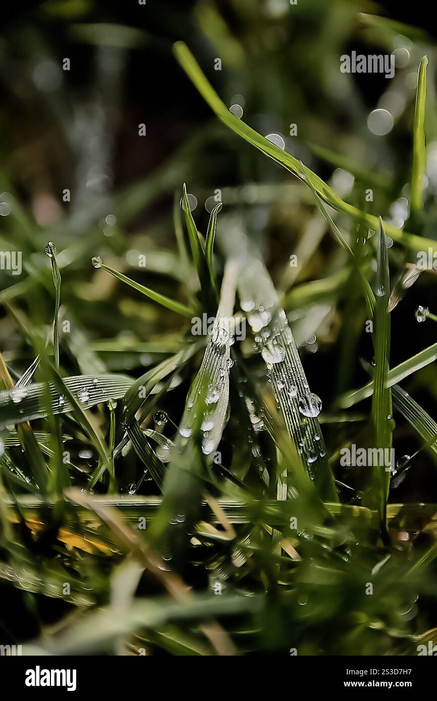 Dew is captured on fresh blades of grass, showcasing nature's delicate beauty through sparkling droplets that glisten in the sunlight. Stock Photo