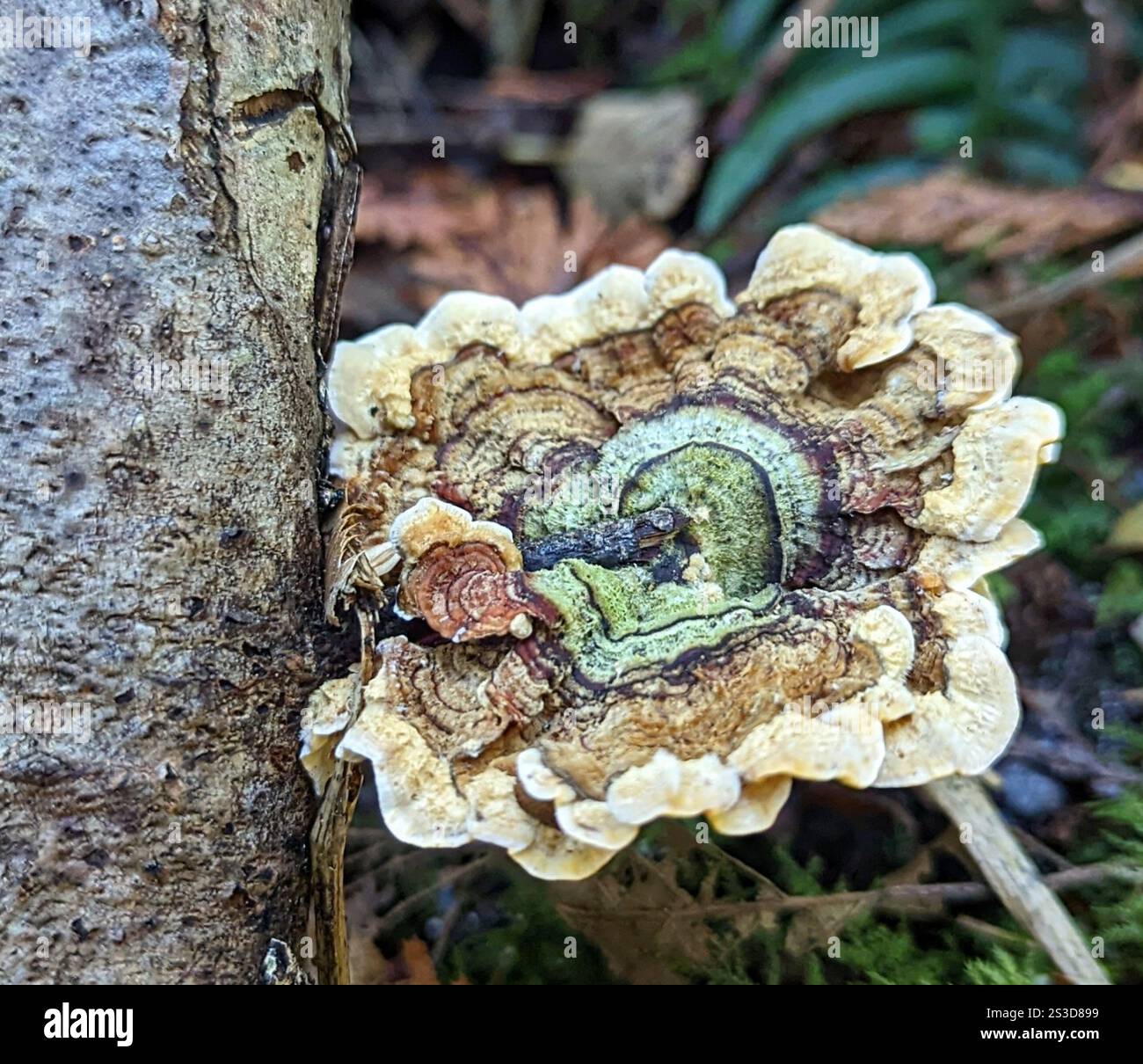 Yellowing Curtain Crust Stereum Subtomentosum Stock Photo Alamy yellowing-curtain-crust-stereum-subtomentosum-stock-photo-alamy