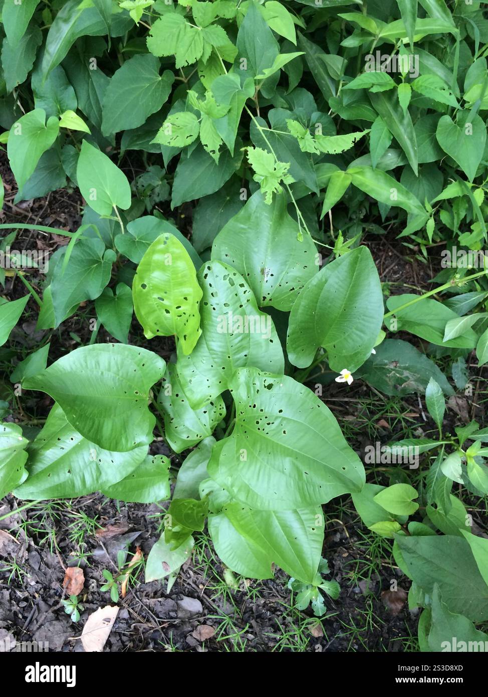 Creeping burhead (Echinodorus cordifolius Stock Photo - Alamy