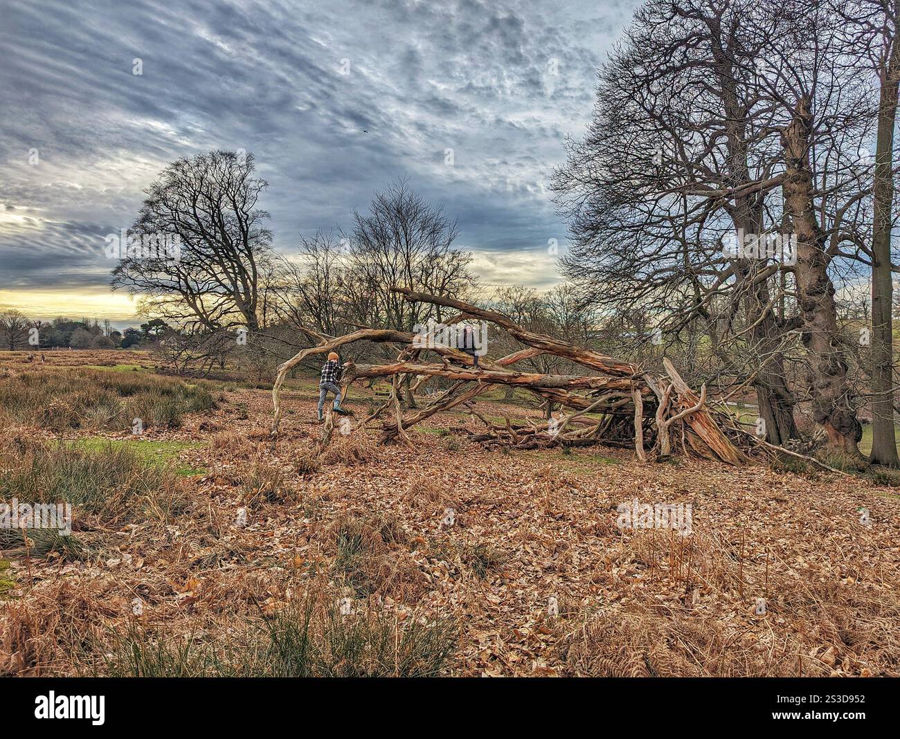 Fallen tree adventures. Children climbing in the countryside. Knole Park, Sevenoaks, Kent. National Trust. Autumn views. - Smartphone Captured Stock Image