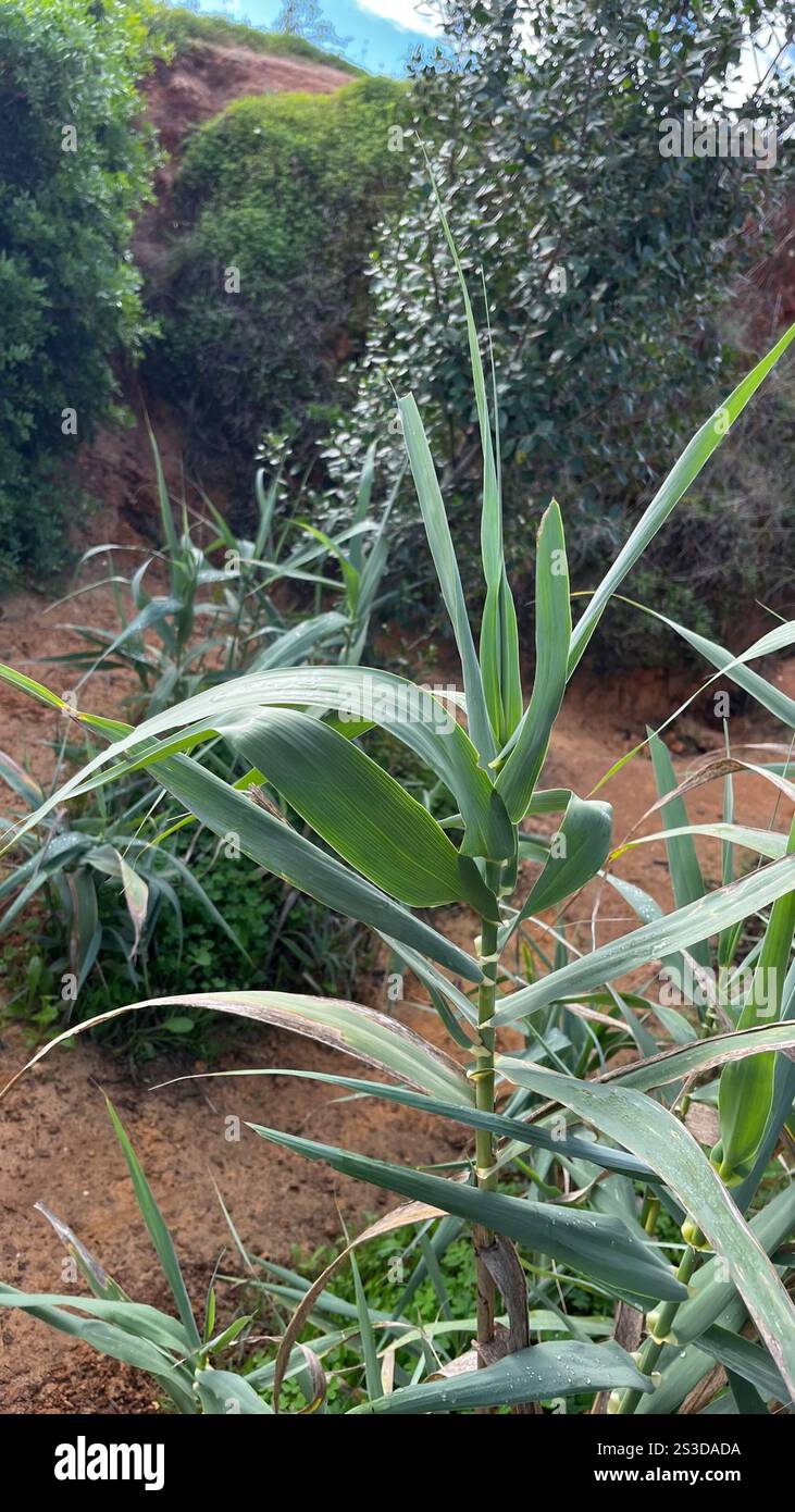 giant reed (Arundo donax Stock Photo - Alamy