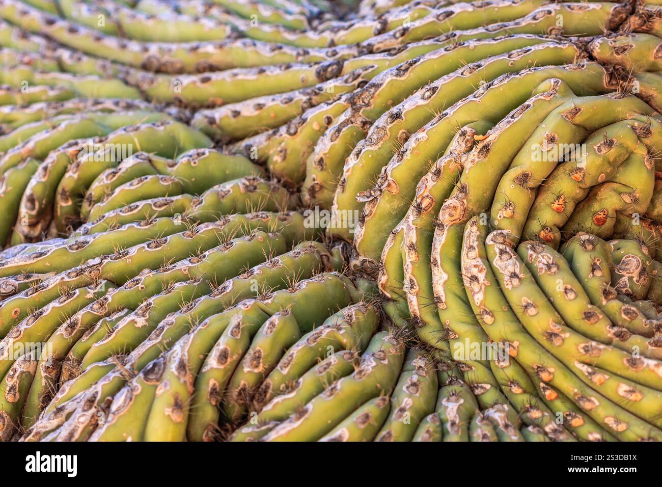 A close up of a cactus with many spines and a lot of spots. The cactus ...