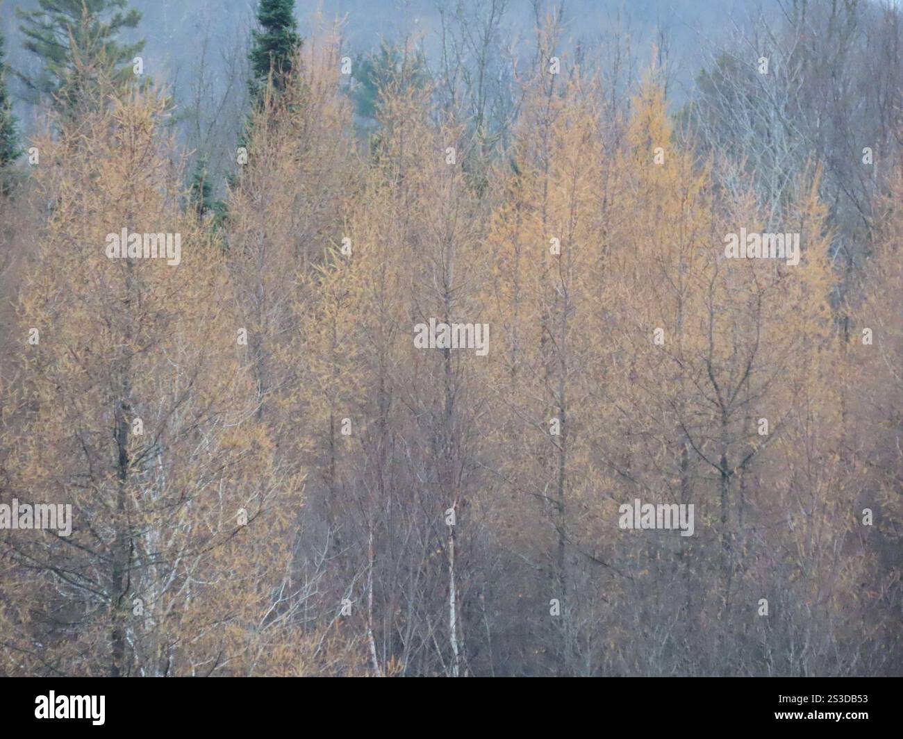 tamarack (Larix laricina Stock Photo - Alamy