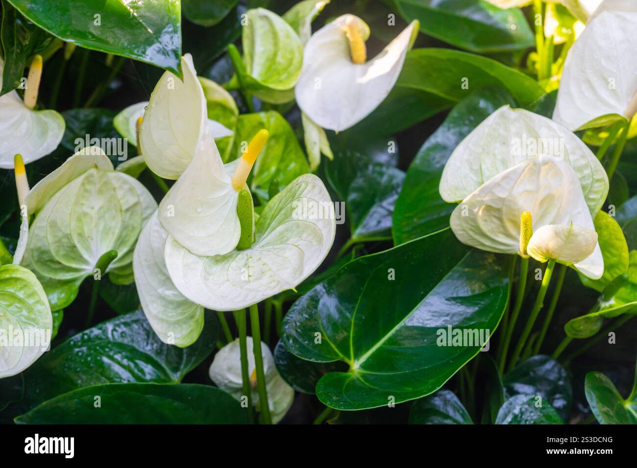 Anthurium heart shaped flower hi-res stock photography and images - Alamy