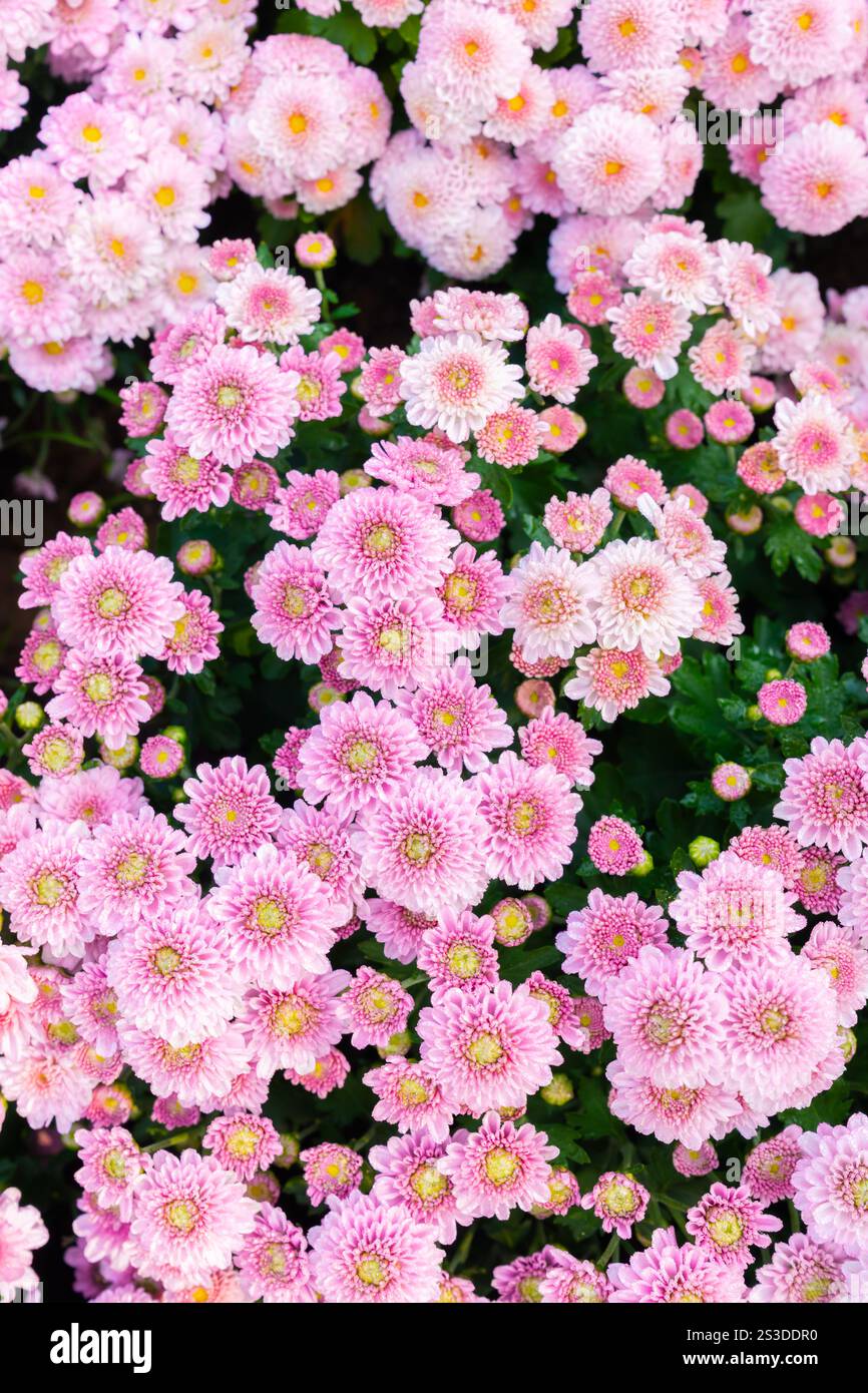 Korean chrysanthemum hi-res stock photography and images - Alamy
