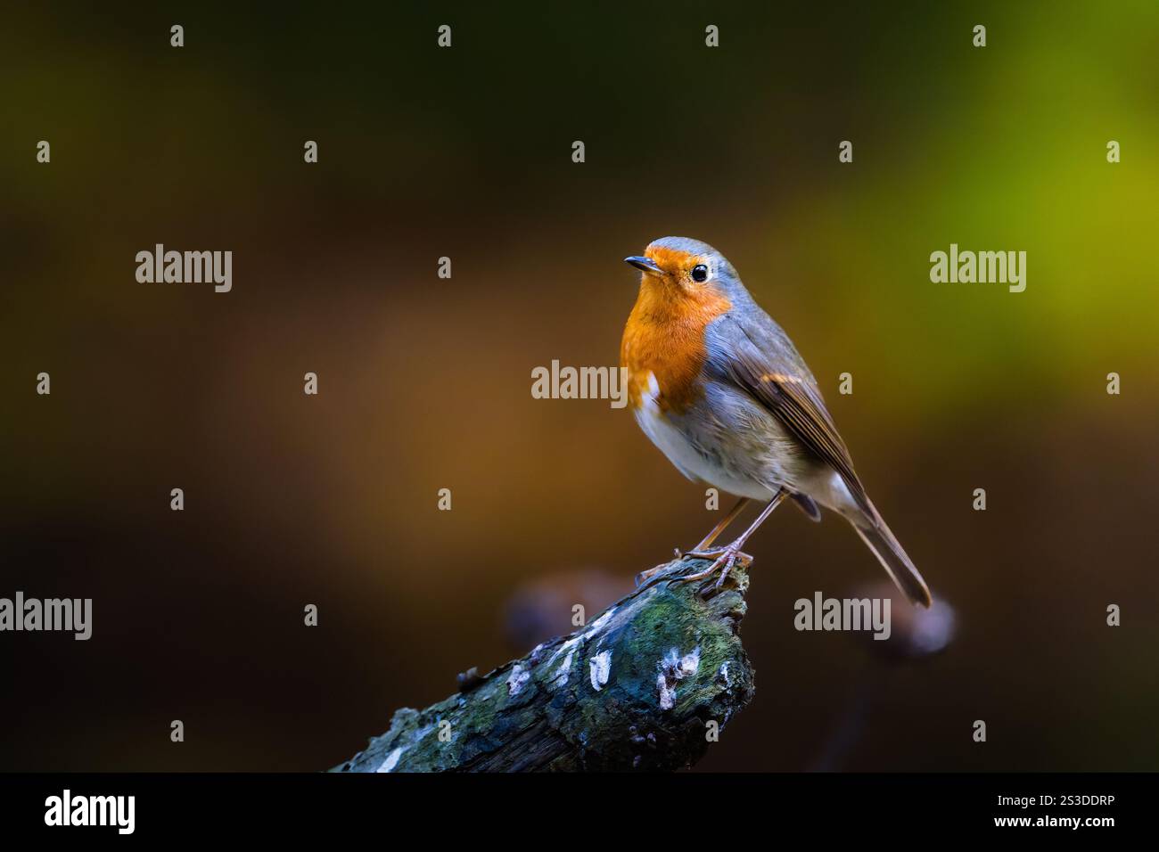 European robin (Erithacus rubecula), adult posing on a small branch in the woods of Romania Stock Photo