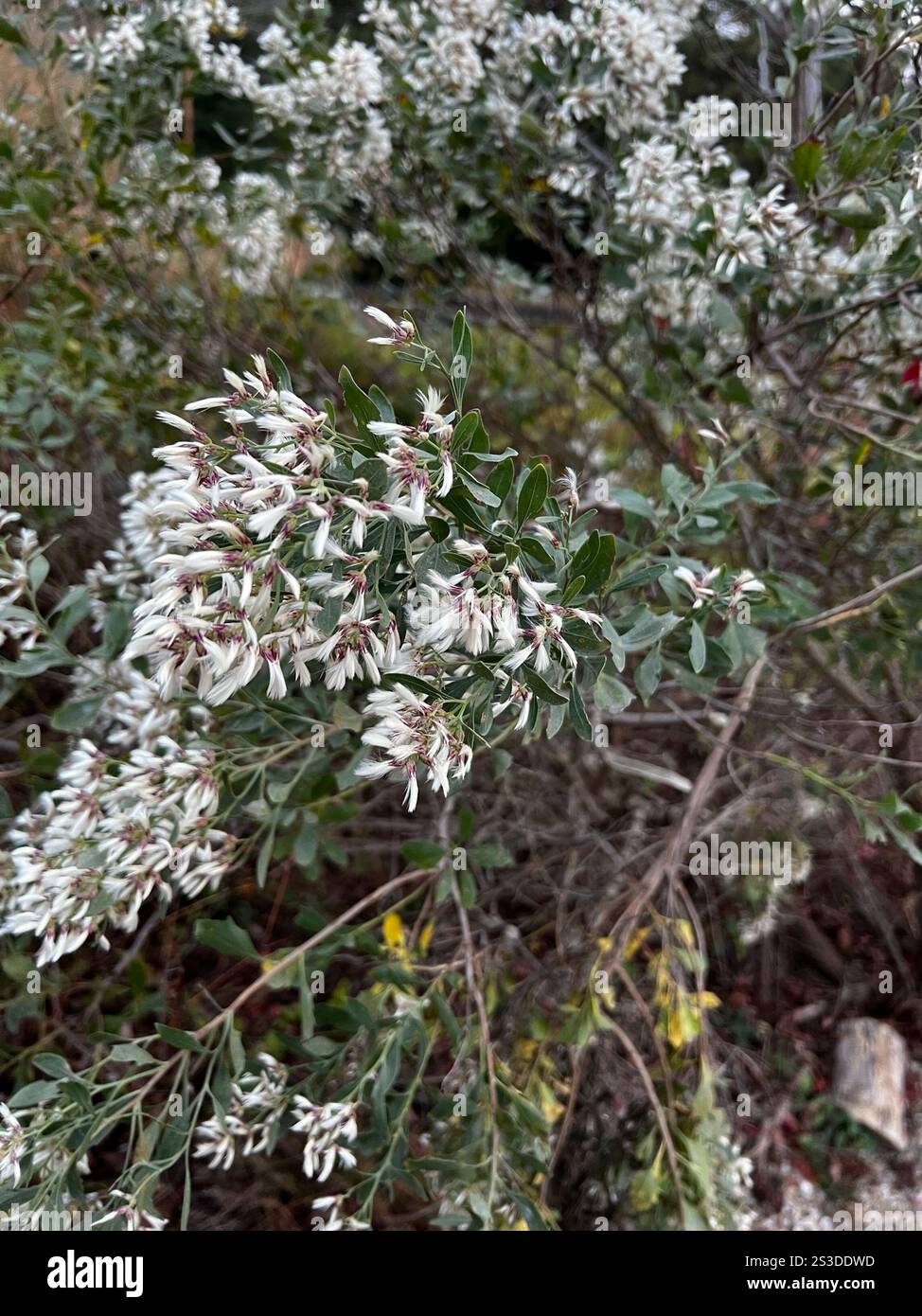 groundsel tree (Baccharis halimifolia Stock Photo - Alamy