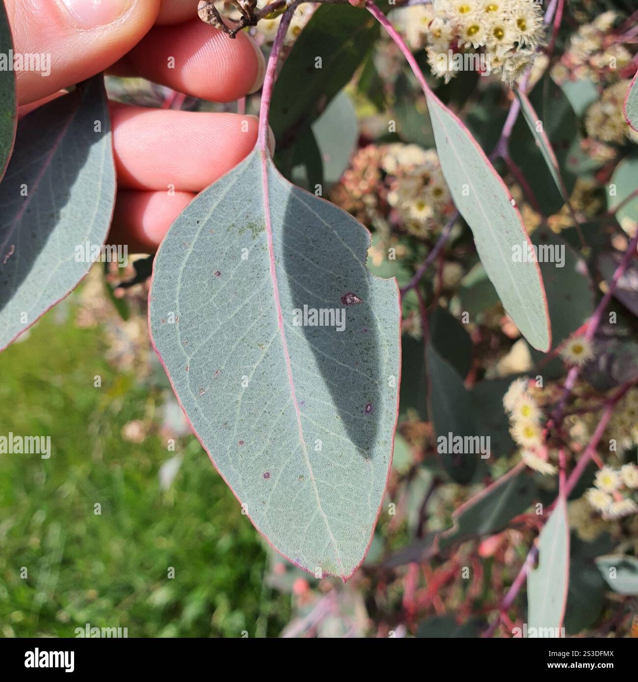 Eucalyptus polyanthemos silver dollar gum hi-res stock photography and ...