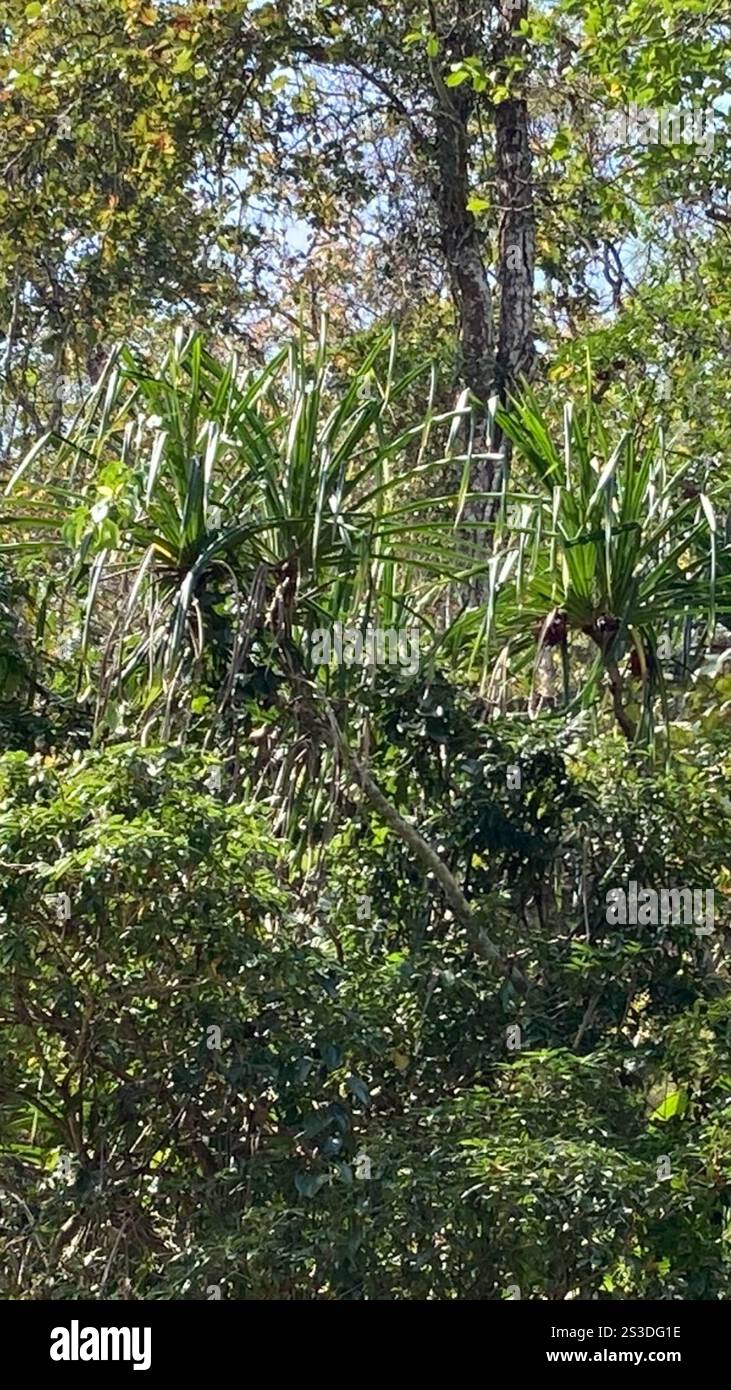 Himalayan screw-pine (Pandanus furcatus) Stock Photo