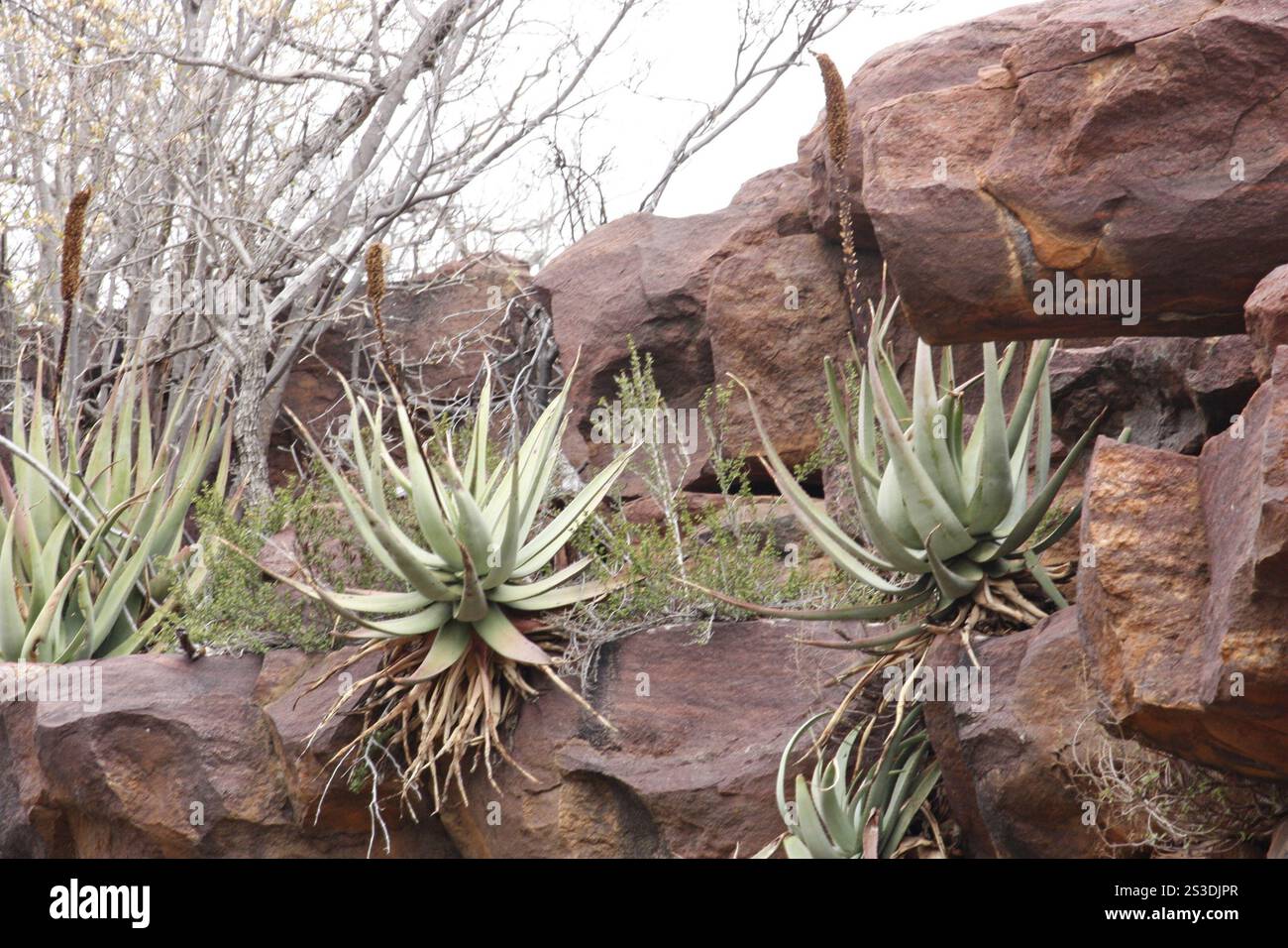 Aloe spicata hi-res stock photography and images - Alamy