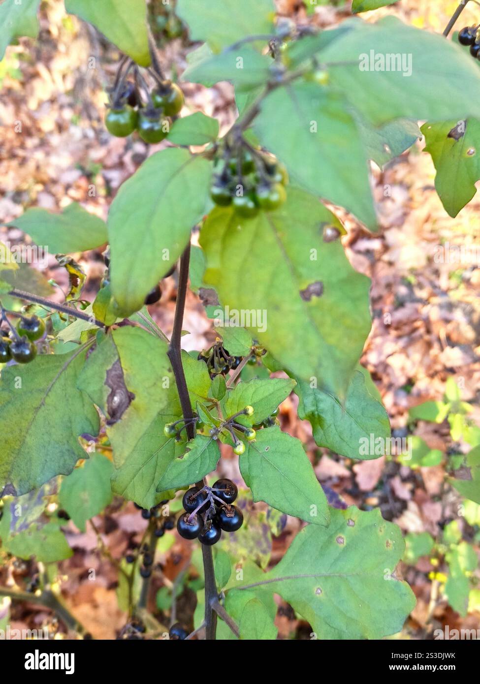 black nightshade (Solanum nigrum Stock Photo - Alamy