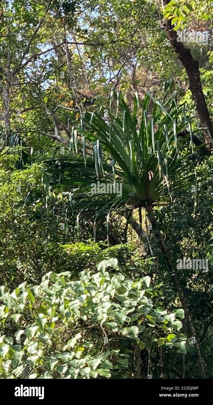 Himalayan screw-pine (Pandanus furcatus) Stock Photo