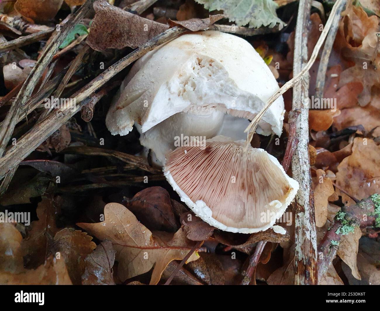 Wood Mushroom Agaricus Sylvicola Stock Photo Alamy wood-mushroom-agaricus-sylvicola-stock-photo-alamy