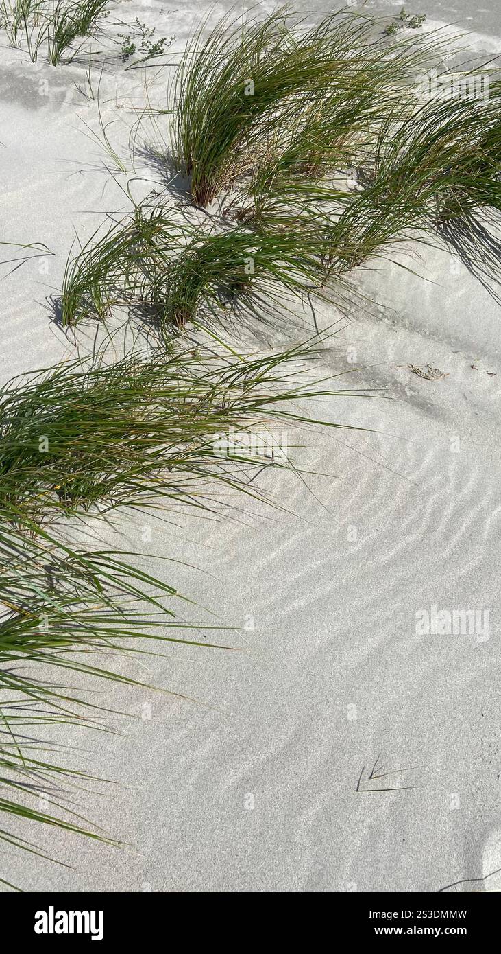 Sandy dune with fern - Smartphone Captured Stock Image