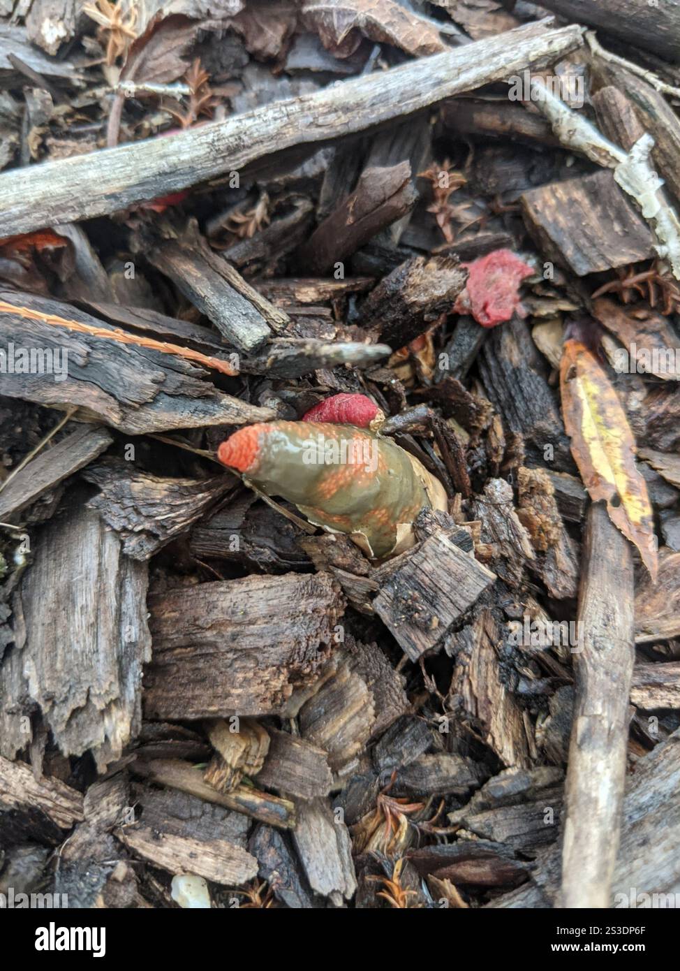 devil's dipstick (Mutinus elegans Stock Photo - Alamy