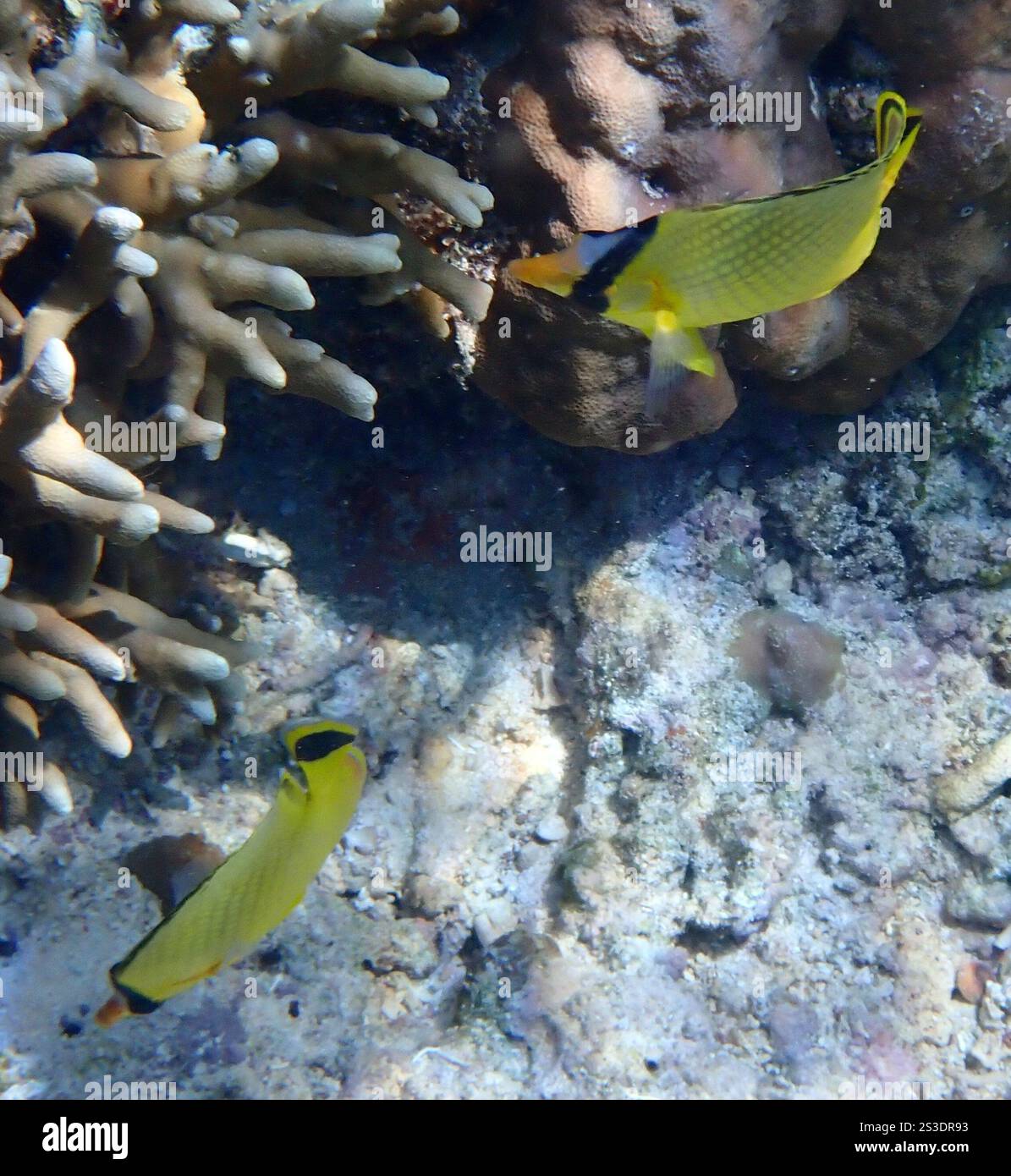 Lattice Butterflyfish (Chaetodon rafflesii Stock Photo - Alamy