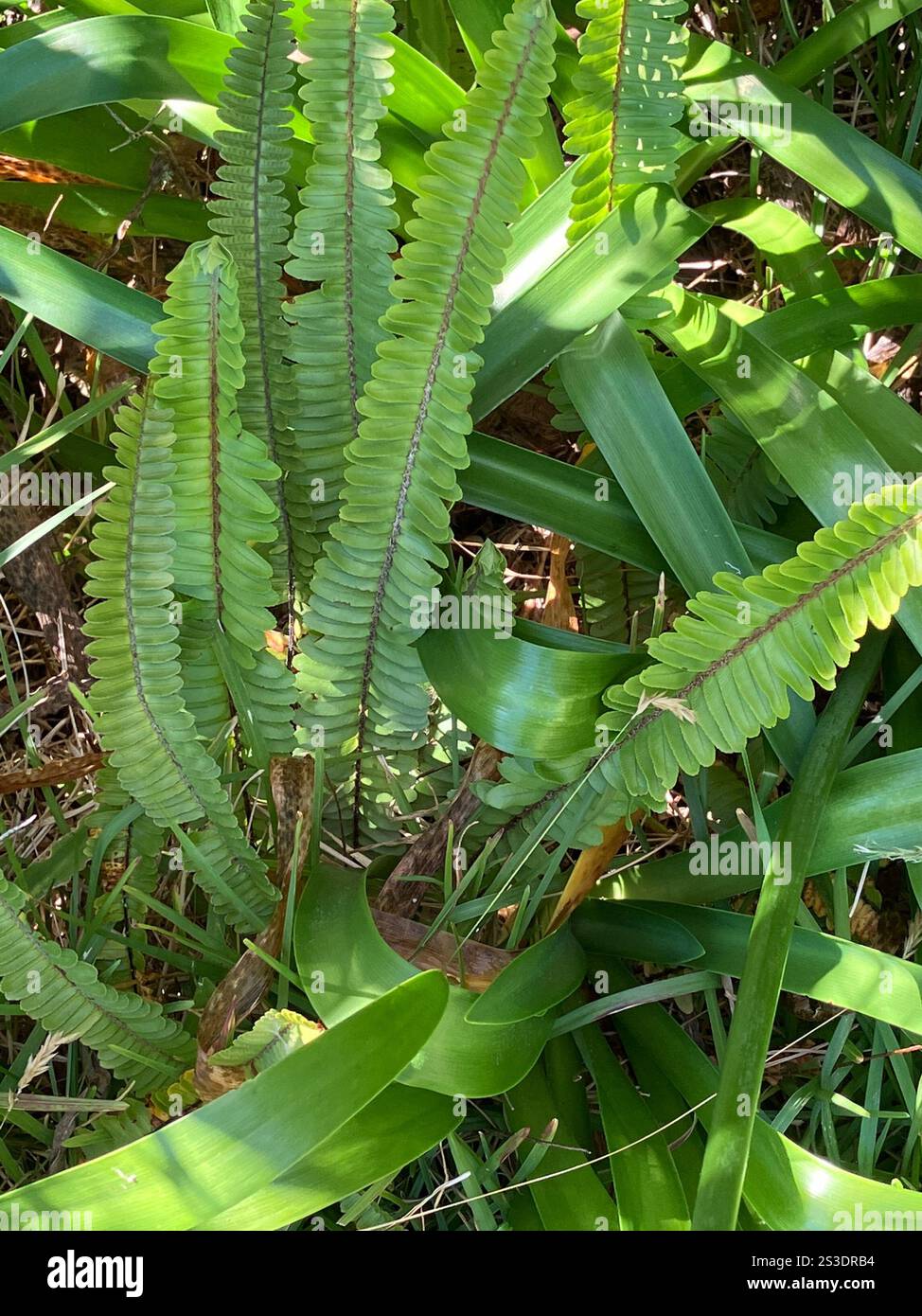 Fishbone Fern (Nephrolepis cordifolia Stock Photo - Alamy