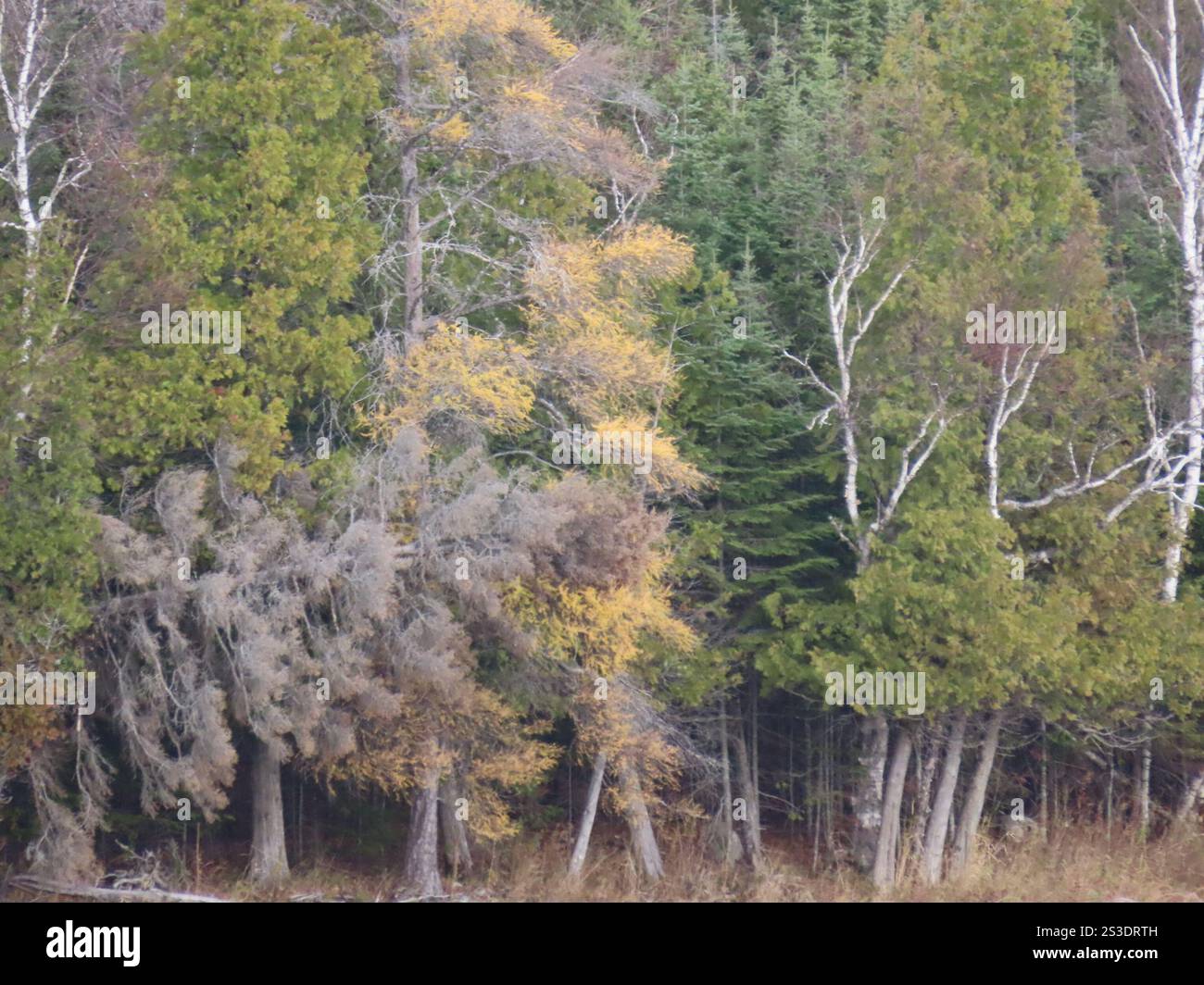 tamarack (Larix laricina Stock Photo - Alamy