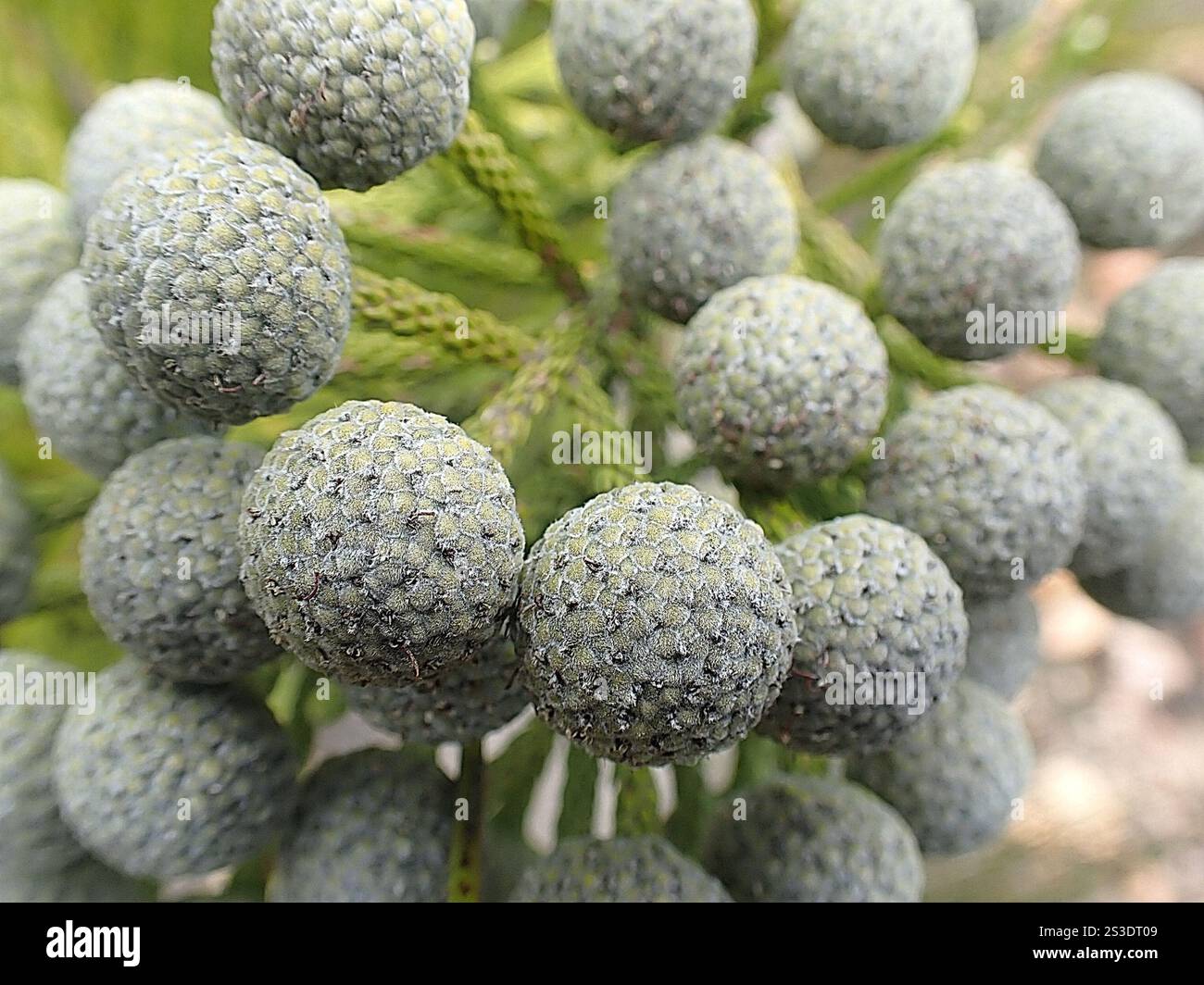 Cone Stompie (Brunia noduliflora) Stock Photo