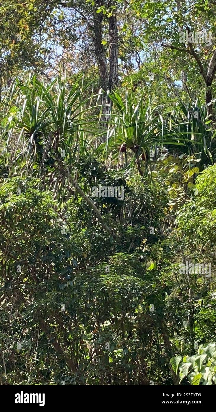 Himalayan screw-pine (Pandanus furcatus) Stock Photo