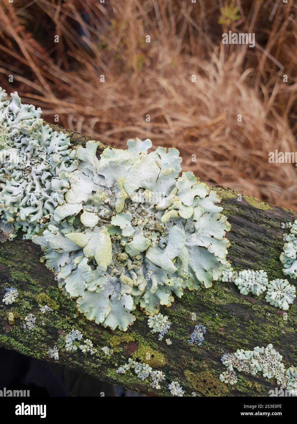 Powdered Loop Lichen (Hypotrachyna revoluta Stock Photo - Alamy