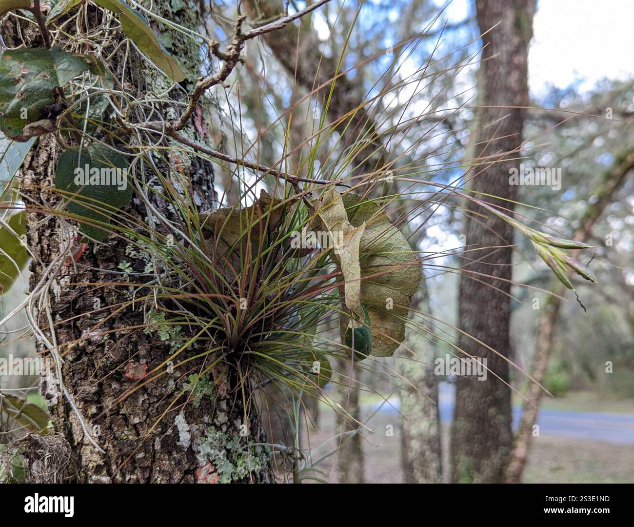 Needleleaf southern needleleaf airplant (Tillandsia setacea Stock Photo - Alamy