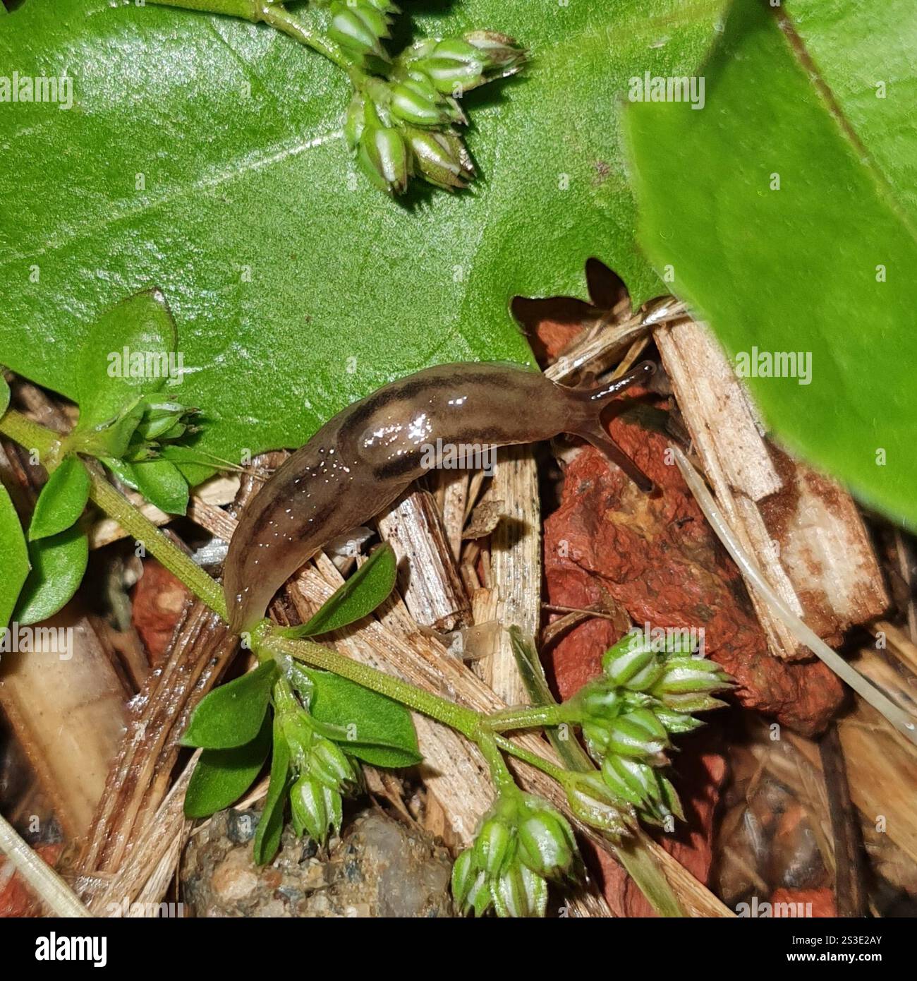 Threeband Slugs (Ambigolimax Stock Photo - Alamy