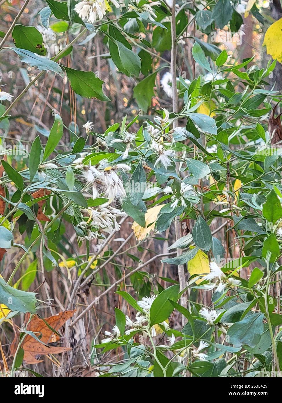 groundsel tree (Baccharis halimifolia Stock Photo - Alamy