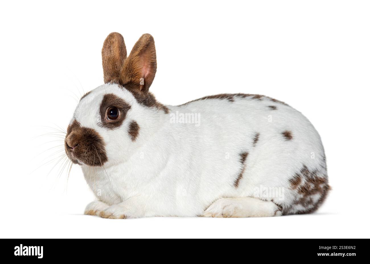 White and brown spotted Rabbit isolated on white Stock Photo
