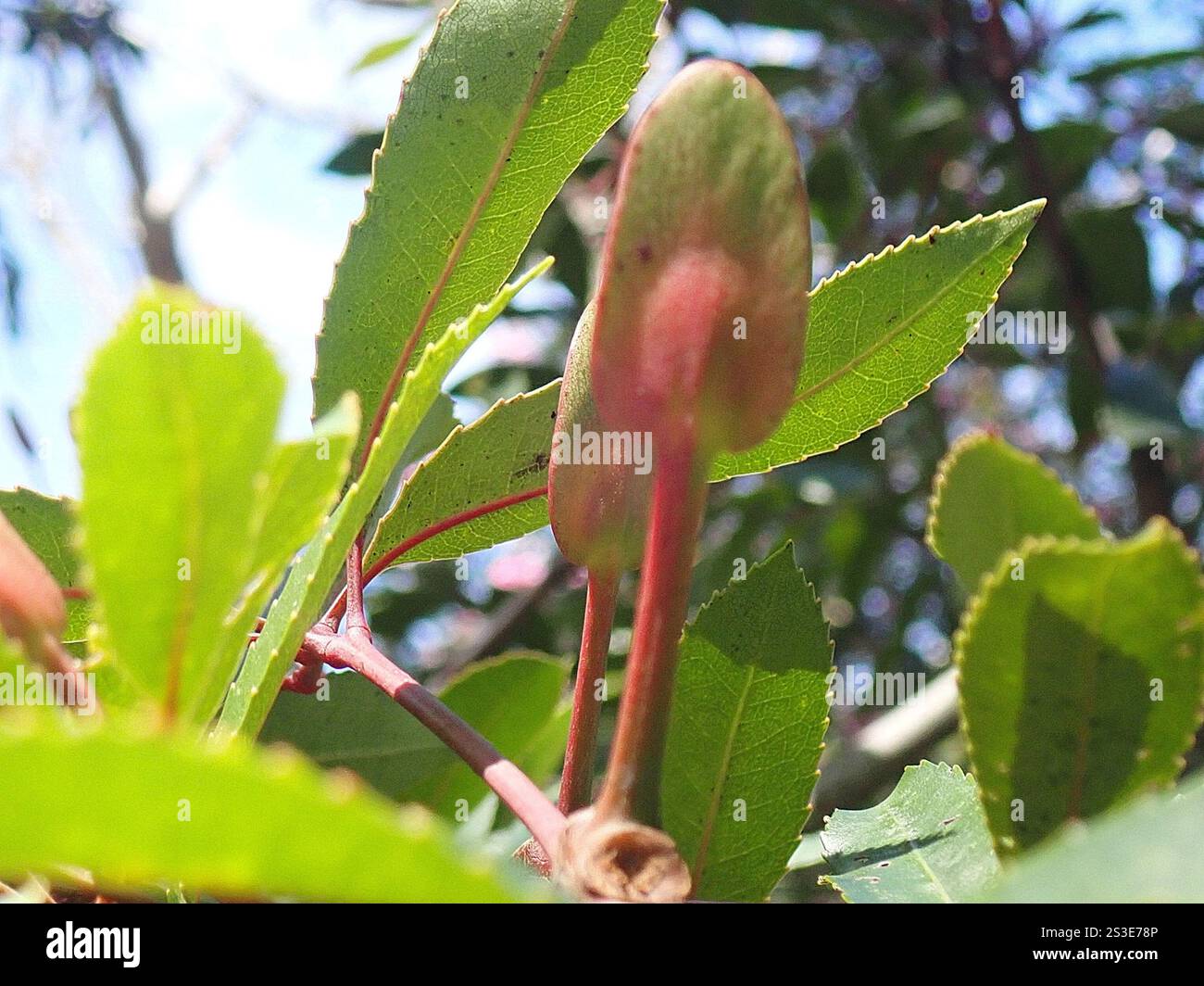 butterspoon tree (Cunonia capensis Stock Photo - Alamy